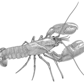 Homarus