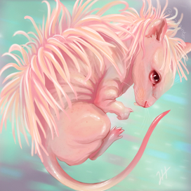 Растопырник