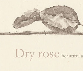 Сухая роза