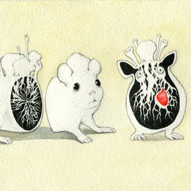 мохомышь в разрезе