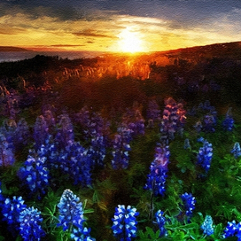 Поле цветов.