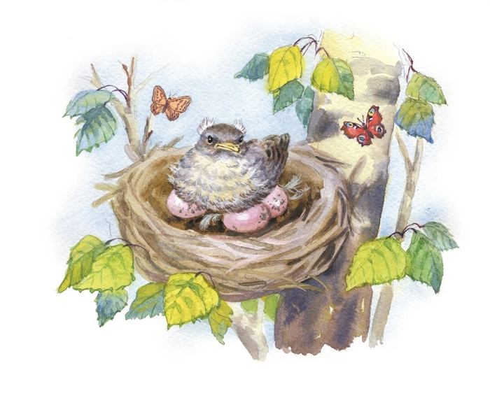  Подкидыш (птенец каменки)