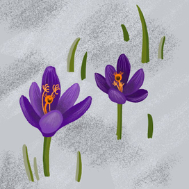 Крокусы-ужасы