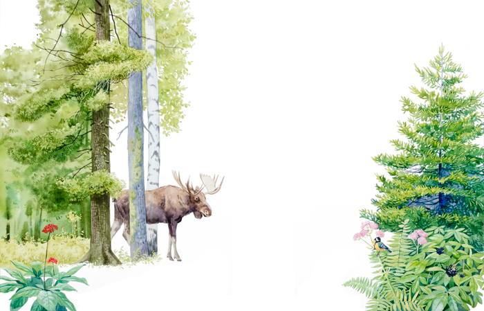 Смешанный лес