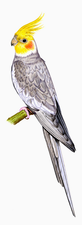 попугай-нимфа