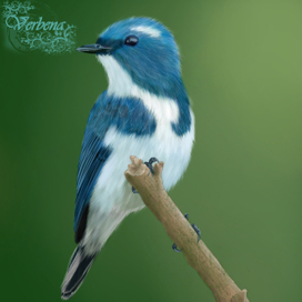 Иллюстрация "Ультрамариновая мухоловка"