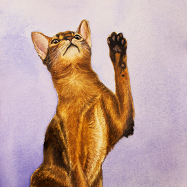 Абиссинская кошка
