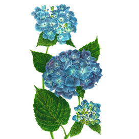 Голубая гортензия