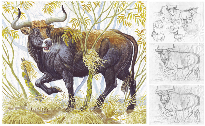 Не будоражит наше уж сознанье, угаснув навсегда в глуши веков былинным эхом, дикое мычанье ярящихся лоснящихся быков.