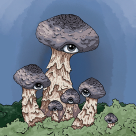 Грибы зонтики