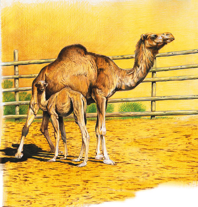 верблюд