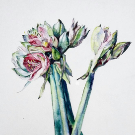 амариллисы