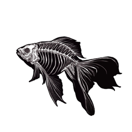 Skeleton golden fish 