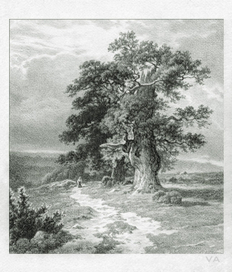 Дуб (Дюссельдорф)