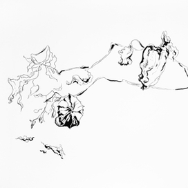  Редактировать проект Nature Study. Physalis 2