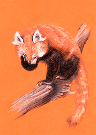 Красная панда