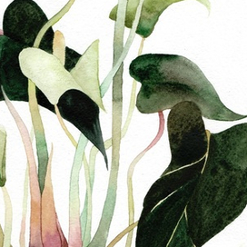 Стебли и листья