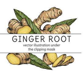 корень имбиря