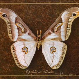 Symbol butterfly 10