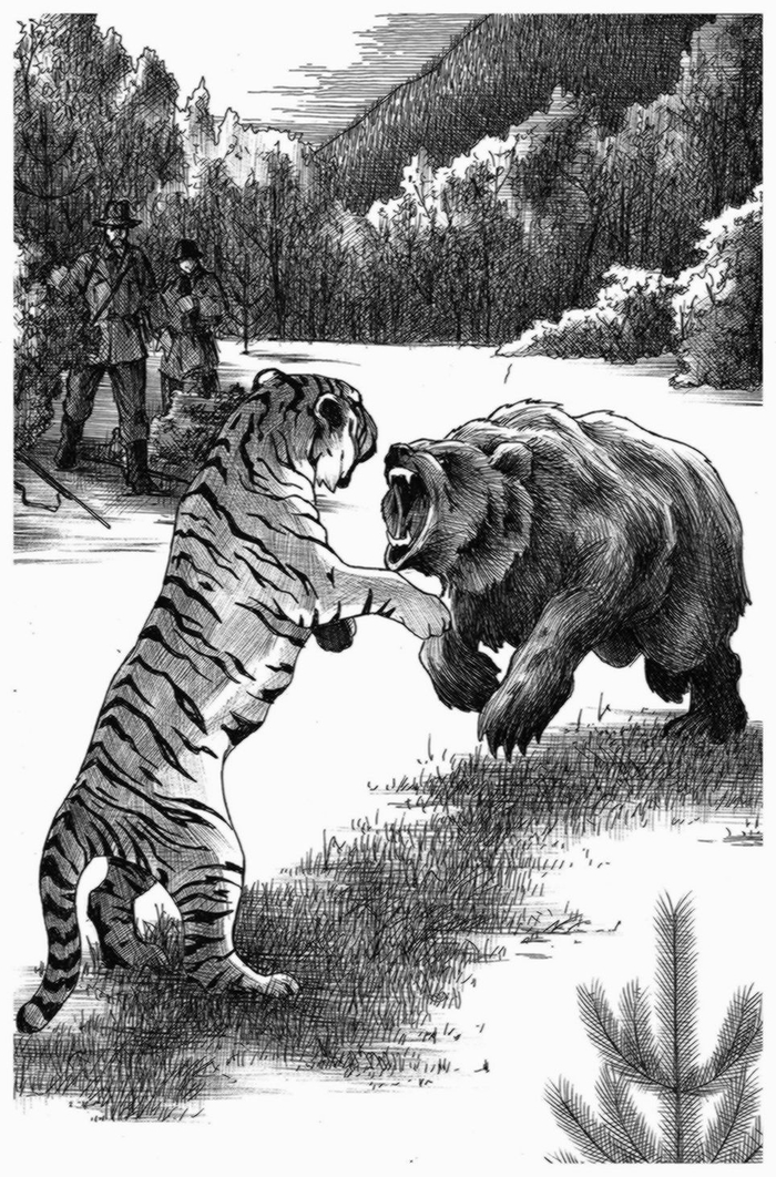 Схватка медведицы и тигра