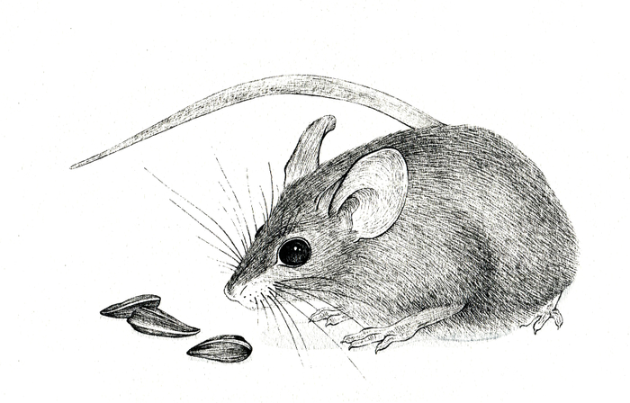 Мышкины семечки