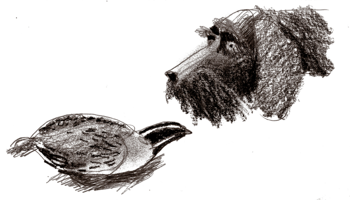 Книга о дратхаарах