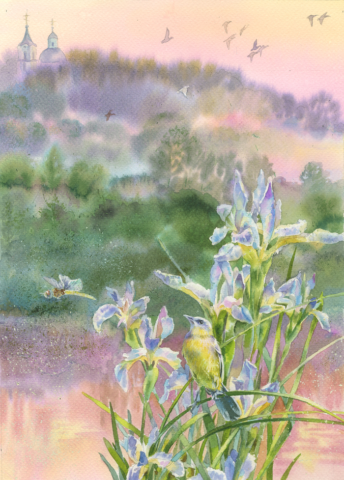 Желтая трясогузка