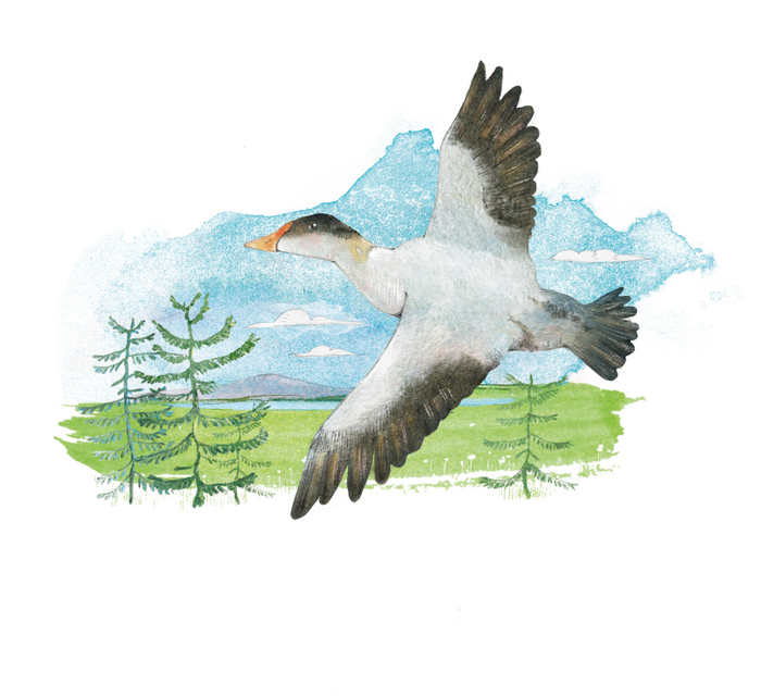 "Совиный волк"