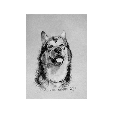 Маламут Ним