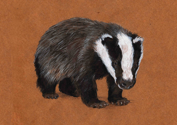 Барсученок