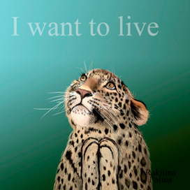 Дальневосточный леопард