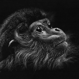 лохматый мартыш