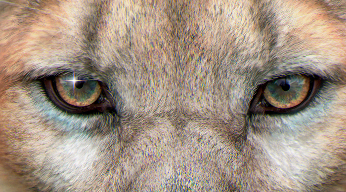 фрагмент рисунка..