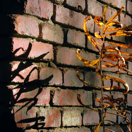 Тень на стене ...