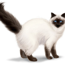 Колор-пойнт