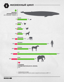 Инфографика