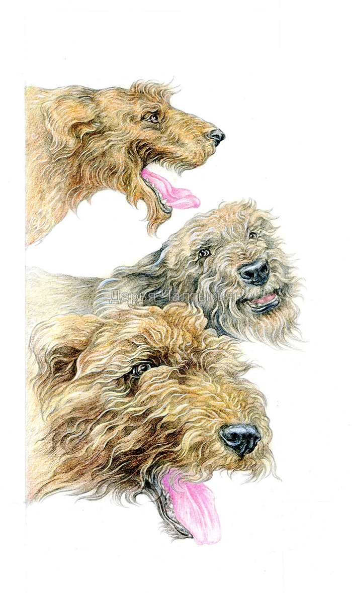 Свирепые псы