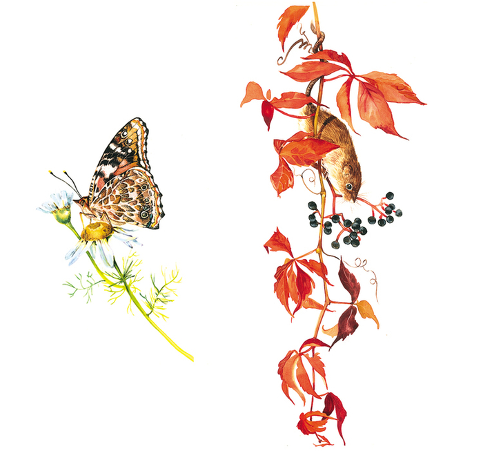 заставки к природоведению