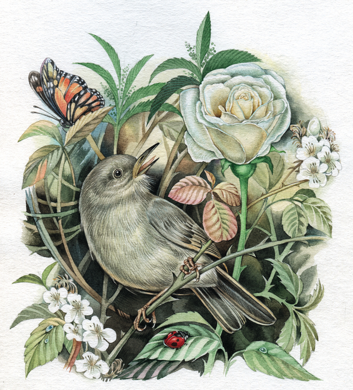 Илюстрация к Жабе и Розе