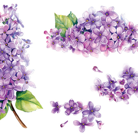 Деколь " Сирень "