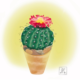 Кактус сцветком