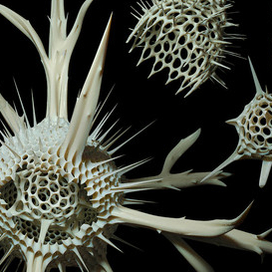 Радиолярии и фораминиферы