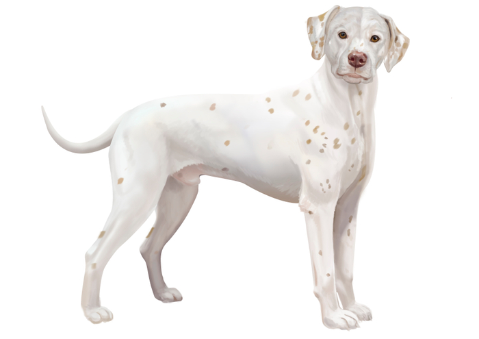 Пёс Коди для книги про него же