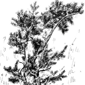 Молодая сосна