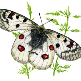 Аполлон Феб