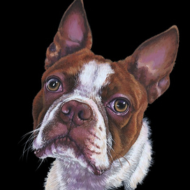 Собака бостонский терьер