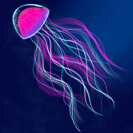 Jellyfish 