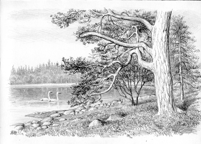 Соловки. Долгая губа.