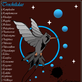 Trochilidae