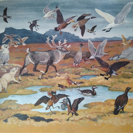 илл. из книги "На поиски животных" (Тундра)